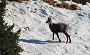 Quasi in vetta al MONTE SECCO (2293 m.) in solitaria con i camosci il 5 novembre 2012  - FOTOGALLERY